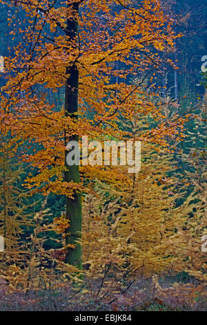 Comune di faggio (Fagus sylvatica), Faggio europeo in autunno , Germania, Schleswig-Holstein Foto Stock