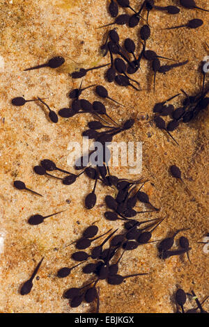 Natterjack toad, natterjack, British toad (Bufo calamita), Girini, Germania, Schleswig-Holstein Foto Stock