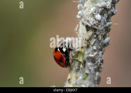 Sette-spot coccinella, sevenspot coccinella, 7-spot ladybird (Coccinella septempunctata), mangiare gli afidi, in Germania, in Baviera Foto Stock