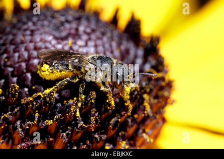 Heriades truncorum (Heriades truncorum), Heriades truncorum, alimentando un fiore, in Germania, in Baviera Foto Stock