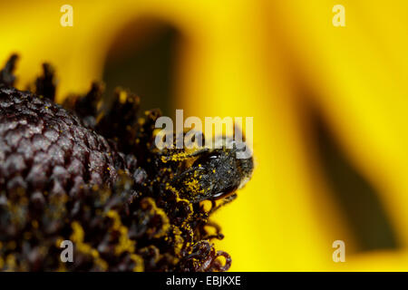 Heriades truncorum (Heriades truncorum), Heriades truncorum, alimentando un fiore, in Germania, in Baviera Foto Stock