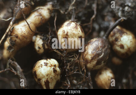 Grande (pignut Bunium bulbocastanum, Bunium bulbocastaneum), lampadine, Germania Foto Stock