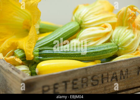 Zucchine con fiori, close-up Foto Stock