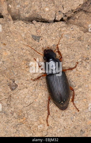 Seme di fragola Beetle (Harpalus rufipes, Pseudoophonus rufipes, Pseudophonus rufipes, Harpalus pubescens), sul terreno, Germania Foto Stock