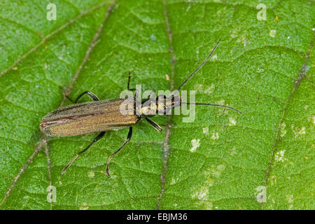 Il polline-alimentando Beetle, spesse zampe coleottero di fiori (Oedemera virescens), seduta su una foglia, Germania Foto Stock