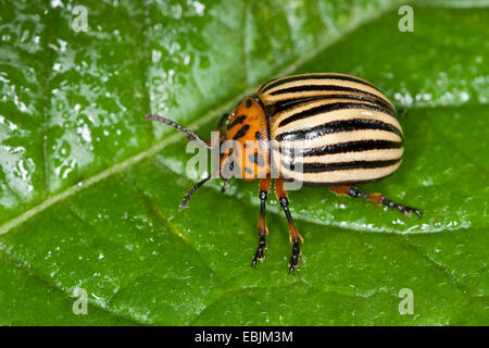 Il Colorado potato beetle, Colorado beetle, potato beetle (Leptinotarsa decemlineata), seduti su una pianta di patata foglia, Germania Foto Stock