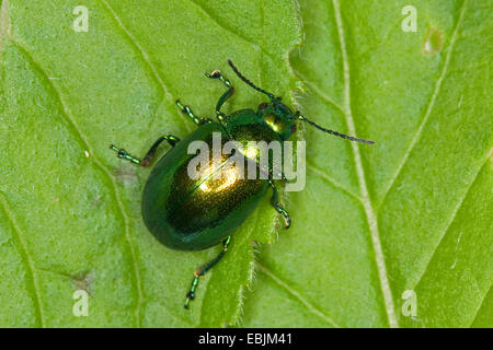 Foglia di menta Beetle (Chrysolina herbacea, Chrysolina menthastri, Chrysomela herbacea), su una foglia della wild water mint, Germania Foto Stock