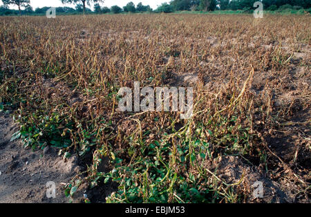 Patata (solanum tuberosum), il campo dopo l'utilizzo di pesticidi, Phytophthora infestans Foto Stock