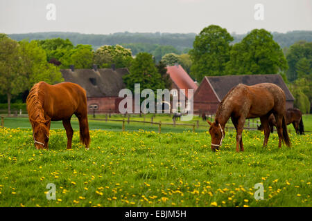 Cavalli domestici (Equus przewalskii f. caballus), il pascolo su un pascolo, agriturismo in background, in Germania, in Renania settentrionale-Vestfalia, Baumberge Foto Stock