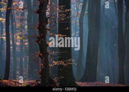 Comune di faggio (Fagus sylvatica), la foresta di faggio in autunno, in Germania, in Renania settentrionale-Vestfalia, Baumberge Foto Stock