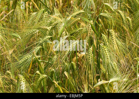 Orzo (Hordeum vulgare), spighe mature, Germania Foto Stock