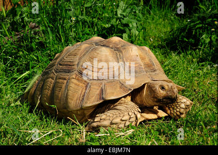 African spronato tartaruga (Geochelone sulcata, Centrochelys sulcata ), sull'erba Foto Stock