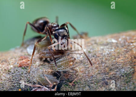 Black ant, comune black ant, giardino ant (Lasius niger), Nero Garden ant mungitura (afide Pterocomma spec.), in Germania, in Baviera Foto Stock
