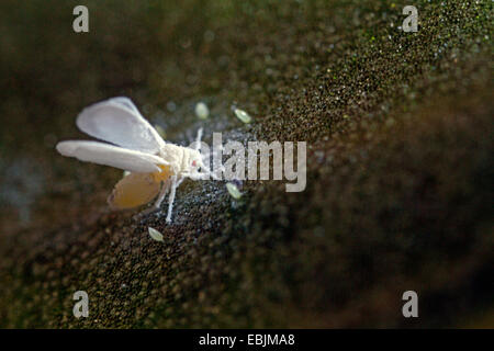 Whitefly serra (Trialeurodes vaporariorum), uno imago su una foglia di orchidee con parecchie uova, in Germania, in Baviera Foto Stock