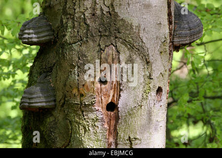 Comune di faggio (Fagus sylvatica), legno morto con fori di nidificazione di picchi e di , Germania Foto Stock