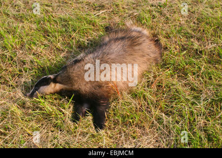 Il vecchio mondo badger, Eurasian badger (Meles meles), morto badger giacente buttato giù in un prato , Germania Foto Stock