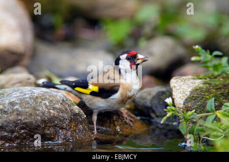 Eurasian cardellino (Carduelis carduelis), in piedi sul lungomare di bere, Germania Foto Stock