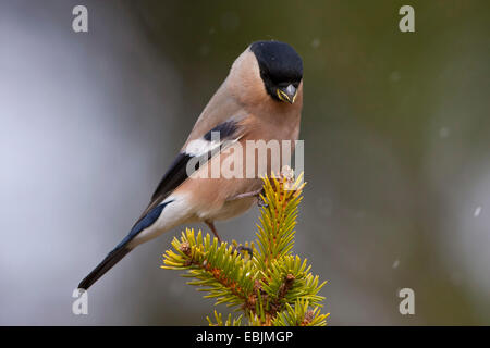 , Bullfinch ciuffolotto, bullfinch settentrionale (Pyrrhula pyrrhula), femmina seduto alla caduta di neve su un ramoscello, Svezia, Hamra Parco Nazionale Foto Stock