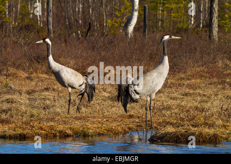 Comune, Gru Gru eurasiatica (grus grus), due gru in piedi la mattina in un lago, Svezia, Hamra Parco Nazionale Foto Stock