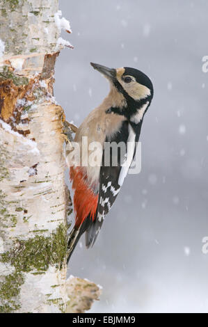 Picchio rosso maggiore (Picoides major, Dendrocopos major), seduti a una betulla lo stelo durante la nevicata, Germania Foto Stock