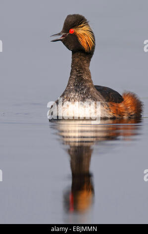 Nero-svasso collo (Podiceps nigricollis), la chiamata, la Germania, il Land Bassa Sassonia Foto Stock