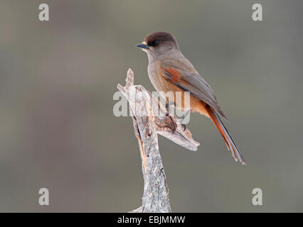 Siberian jay (Perisoreus infaustus), seduto su un bastone Foto Stock