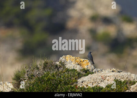 Passero Solitario (Monticola solitarius) maschio nel paesaggio, Maiorca, SPAGNA Foto Stock