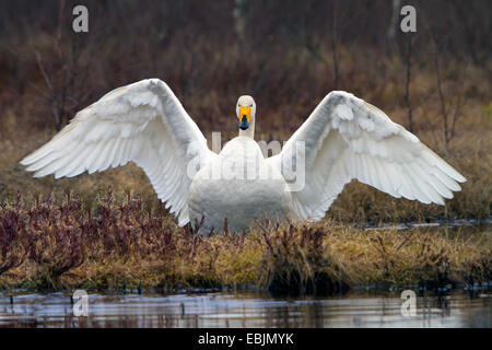 Whooper swan (Cygnus Cygnus), in corrispondenza di un lago con ali distese, Svezia, Hamra Parco Nazionale Foto Stock