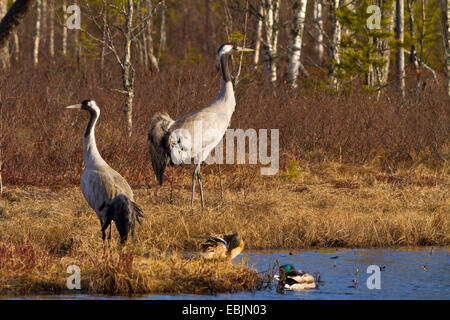 Comune, Gru Gru eurasiatica (grus grus), due gru in mattina a un lago con germani reali, Svezia, Hamra Parco Nazionale Foto Stock