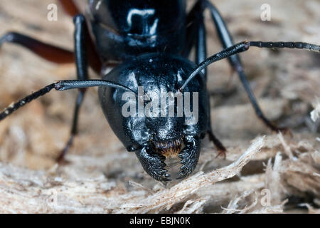 Carpenter ant (Camponotus ligniperdus, Camponotus ligniperda), regina alimentazione su legno marcescente, Germania Foto Stock