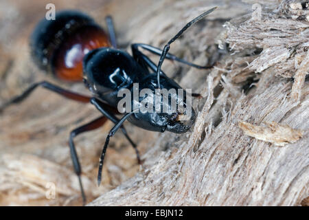 Carpenter ant (Camponotus ligniperdus, Camponotus ligniperda), regina alimentazione su legno marcescente, Germania Foto Stock