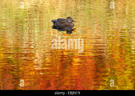 Il germano reale (Anas platyrhynchos), piscina su un laghetto, alberi d'autunno riflettendo in acqua, in Germania, in Renania settentrionale-Vestfalia Foto Stock