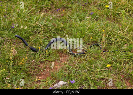 Unione frusta snake, dell'Europa occidentale frusta snake, verde scuro e whipsnake (Coluber viridiflavus, Hierophis viridiflavus), nero morph lento in un prato, Croazia, Istria Foto Stock