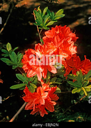 Azalea giapponese (Rhododendron japonicum), forma selvatica, fioritura Foto Stock