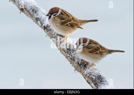 Eurasian tree sparrow (Passer montanus), due passeri su un ramo snowcovered, Germania, Bassa Sassonia Foto Stock