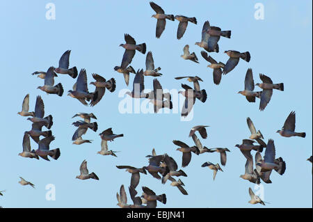 Il Colombaccio ( Columba palumbus), flying gregge, Germania Foto Stock