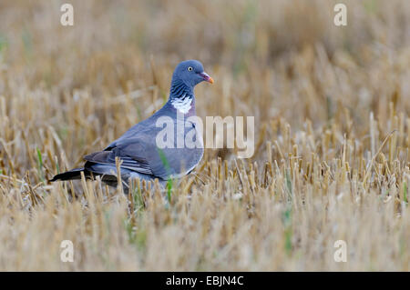 Il Colombaccio ( Columba palumbus), seduto in un campo di stoppie, Germania Foto Stock