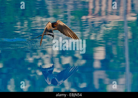 Barn swallow (Hirundo rustica), volando sopra la superficie di acqua, Croazia, Istria Foto Stock