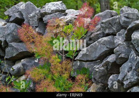 Sumach veneziano, smoketree (Cotinus coggygria, Rhus cotinus), fioritura, Croazia, Istria Foto Stock