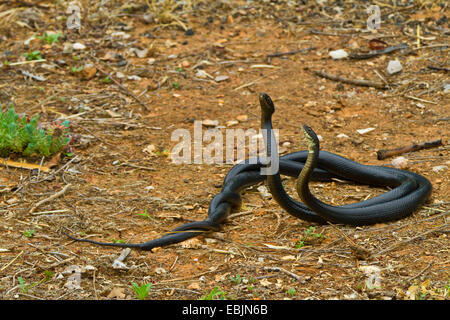 Unione frusta snake, dell'Europa occidentale frusta snake, verde scuro e whipsnake (Coluber viridiflavus, Hierophis viridiflavus carbonarius), commento combattimenti, Croazia, Istria Foto Stock