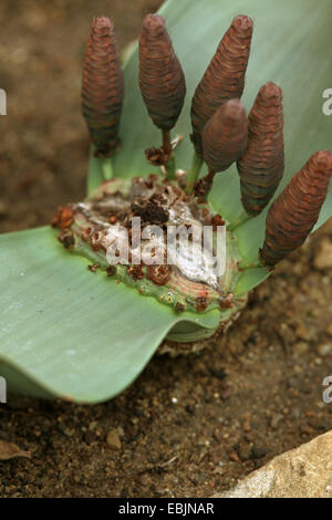 Tree tumbo, tumboa, welwitschia (Welwitschia mirabilis), con infiorescenze femminili, 2 Foto Stock