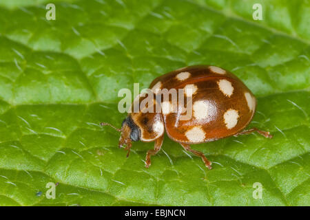 Calvia 14-guttata, crema-spot coccinella, crema spot coccinella, crema di latte macchiato Lady-maggiolino, Crema Spotted Ladybird (Calvia quatuordecimguttata), seduta su una foglia, Germania Foto Stock