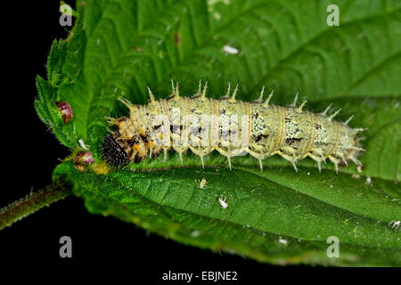 Red admiral (Vanessa Atalanta, Pyrameis atalanta), Caterpillar alimentare da una foglia di ortica, Germania Foto Stock