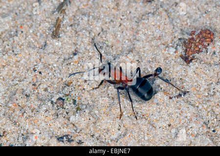 Rosso Sangue ant, Slave-making ant (Formica sanguinea, Raptiformica sanguinea), passeggiate sulla sabbia con la testa di una formica di altra specie morso su di una zampa posteriore e strappati di come il risultato di una lotta, Germania Foto Stock