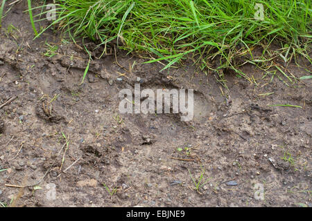 Elk, alci europea (Alces alces alces), zoccolo stampare nel fango di una pendenza Foto Stock