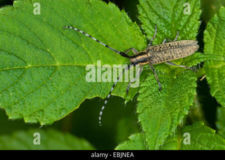 Thistle longhorn beetle, piatta, longhorn Thistle longhorn beetle, Golden-fiorì grigio Longhorn (Agapanthia villosoviridescens), seduta su una foglia, Germania Foto Stock