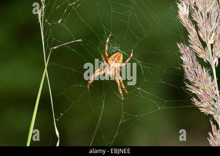 Croce orbweaver, giardino europeo spider, cross spider (Araneus diadematus), in agguato nel suo web tra i fili di erba, Germania Foto Stock