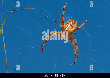 Croce orbweaver, giardino europeo spider, cross spider (Araneus diadematus), in agguato nel suo web, Germania Foto Stock