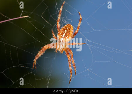 Croce orbweaver, giardino europeo spider, cross spider (Araneus diadematus), in agguato nel suo web, Germania Foto Stock