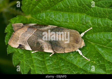 Ampia-delimitata underwing giallo (Noctua fimbriata, Triphaena fimbria, Agrotis fimbria), seduta su una foglia di ortica, Germania Foto Stock